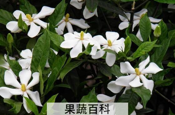 栀子花养殖方法和注意事项有哪些