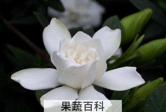 栀子花养殖方法和注意事项有哪些