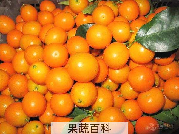 金桔怎么吃 汤酱茶任君选