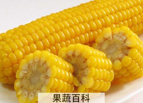 吃玉米会发胖吗 吃玉米的功效作用