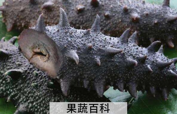 即食海参怎么处理 即食海参怎么保存