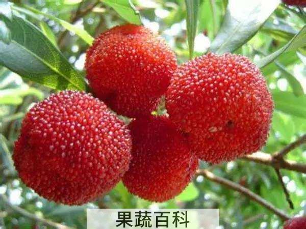 杨梅核能吃吗 医生和民间哪个更可信