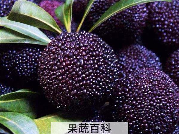 杨梅核能吃吗 医生和民间哪个更可信