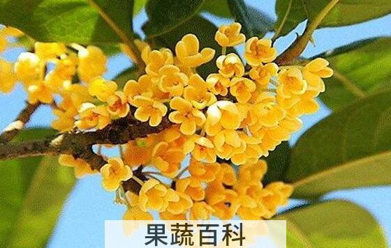 桂花的养殖方法和注意事项有哪些