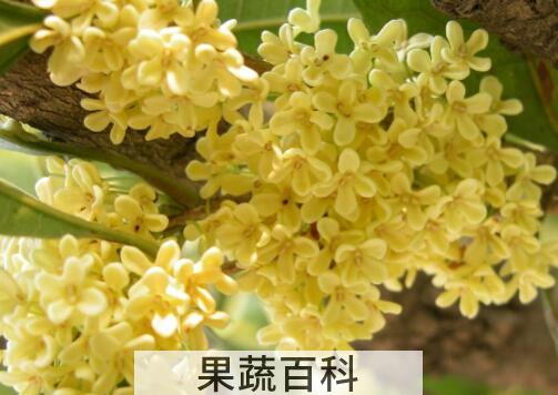 桂花的养殖方法和注意事项有哪些