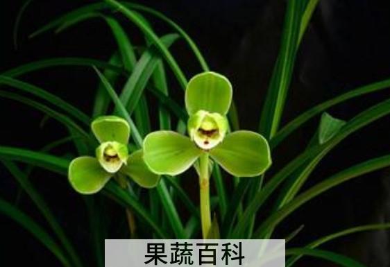 兰花的养殖方法和注意事项有哪些