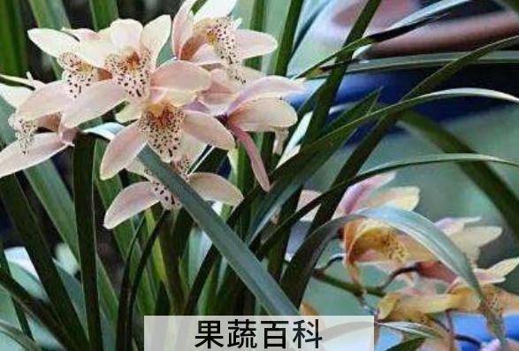 兰花的养殖方法和注意事项有哪些