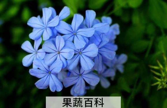 蓝雪花怎么养 蓝雪花的养殖方法和注意事项