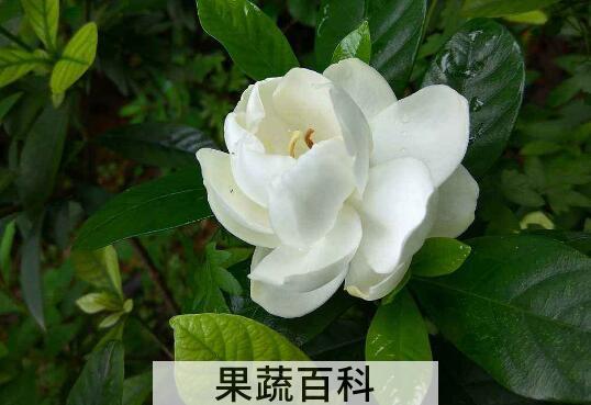 栀子花养殖方法 养殖栀子花的注意事项