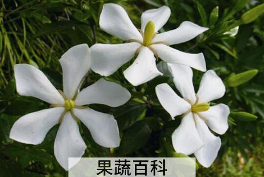 栀子花养殖方法 养殖栀子花的注意事项