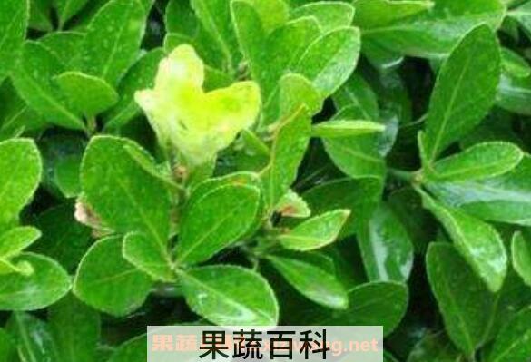 冬青精油的功效与作用
