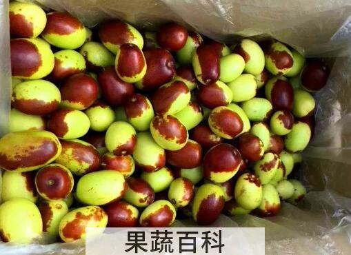 鸡心枣的功效与作用