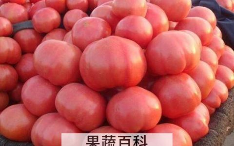 吃西红柿的好处和坏处 西红柿的食疗作用