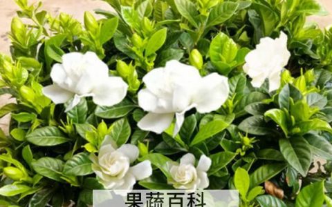 枝枝花的养殖方法和注意事项有哪些