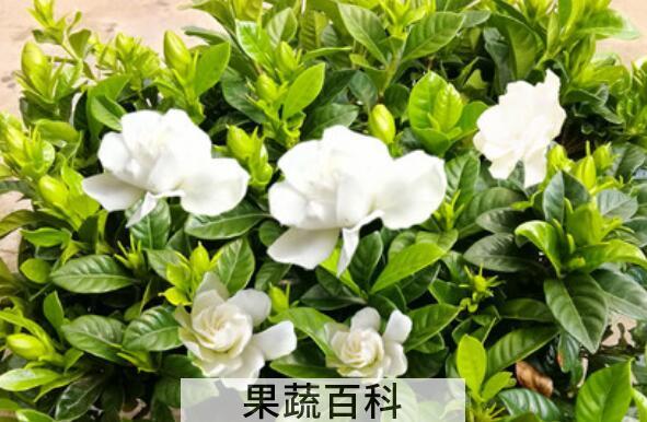 枝枝花的养殖方法和注意事项有哪些