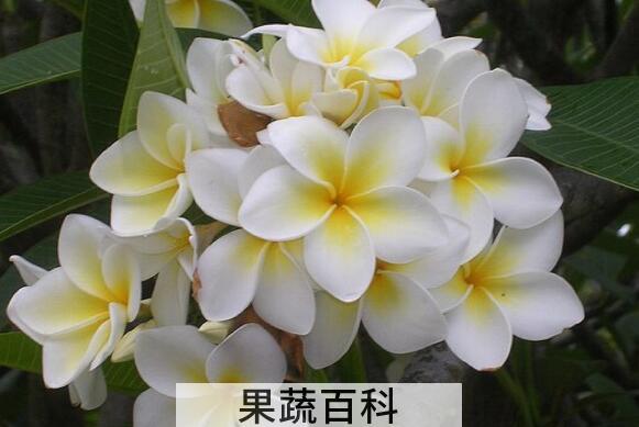 枝枝花的养殖方法和注意事项有哪些