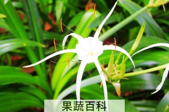 蜘蛛花的功效与作用