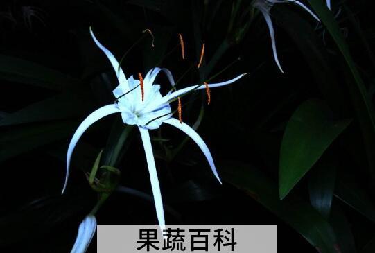 蜘蛛花的功效与作用