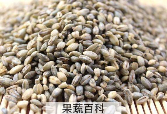 青稞米什么人不能吃 吃青稞米的禁忌