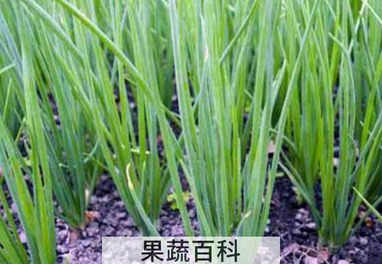 小葱的功效与作用 吃小葱的好处以及适合人群