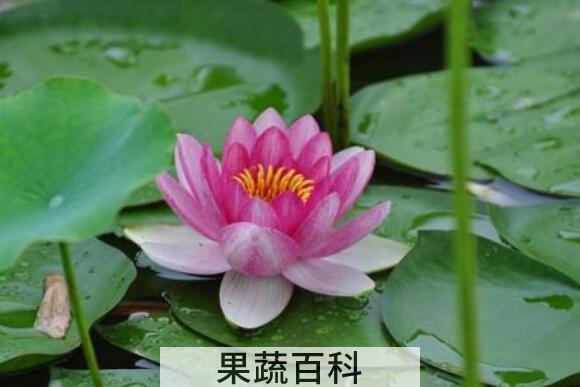 荷花与莲花有什么区别 荷花的功效与作用