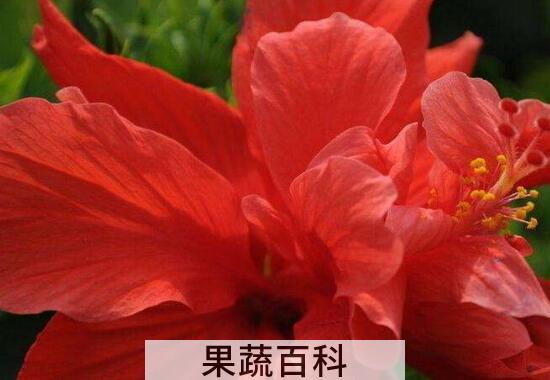 红色木槿花的功效与作用