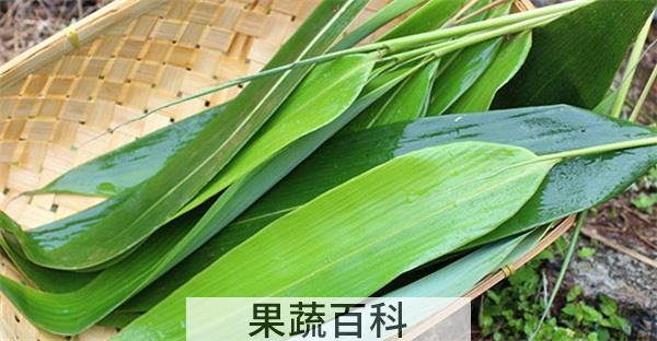 包粽子的叶子叫什么