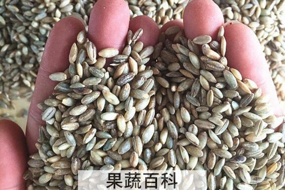 白青稞的功效与作用