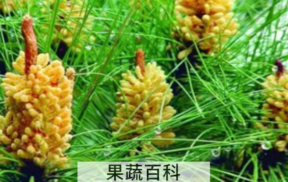 云南松花粉的功效与作用
