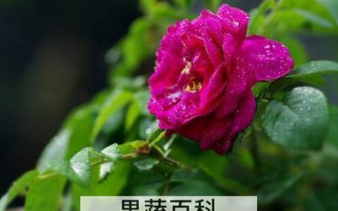 玫瑰花和刺梅花的区别 玫瑰花的功效