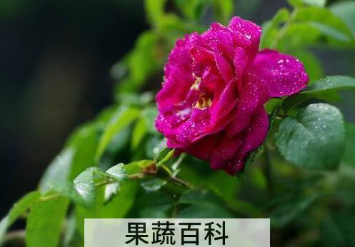 瑰花和刺梅花的区别 瑰花的功效