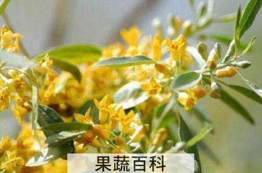 沙枣花的功效与作用