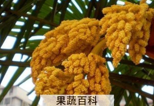 棕榈花怎么吃 棕榈花的食用方法
