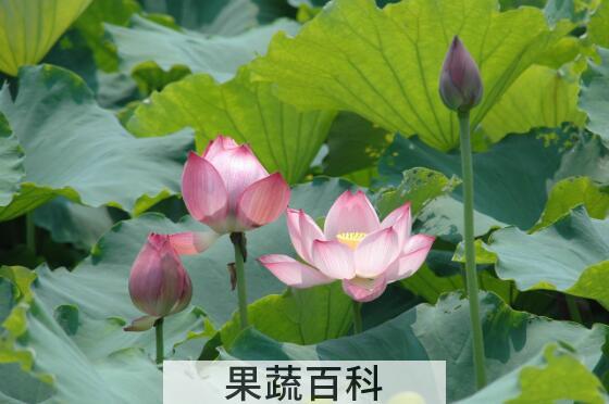 荷花对人有什么好处和作用