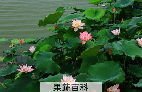 荷花对人有什么好处和作用