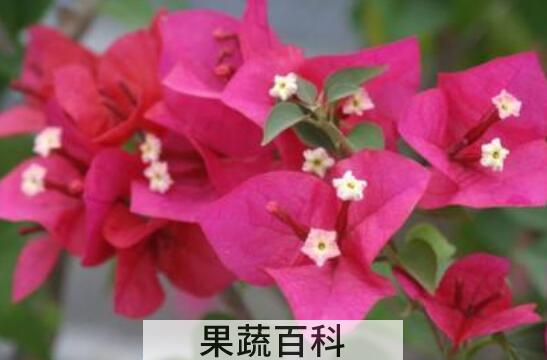 三角梅扦插时间和方法