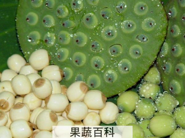 新鲜莲子怎么吃 银耳雪梨荷叶加冰糖