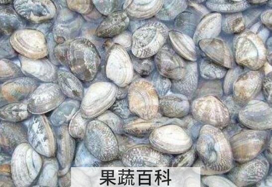 文蛤和花蛤的区别 吃文蛤的好处
