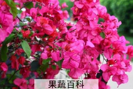 三角梅怎么养才开花好 三角梅用办法开花最快