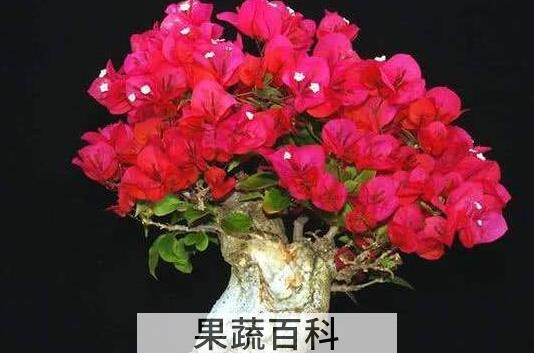三角梅怎么养才开花好 三角梅用办法开花最快