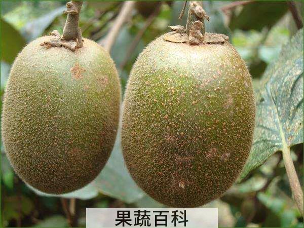 猕猴桃怎么催熟 纯天然无公害窍门