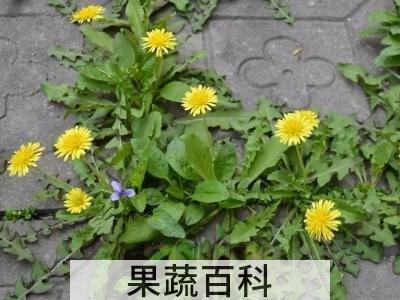 蒲公英怎么泡水喝 