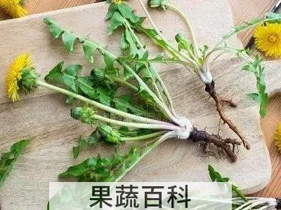 蒲公英根与叶药效有什么不同