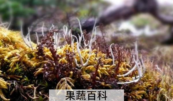 石花菜凉拌要焯水吗