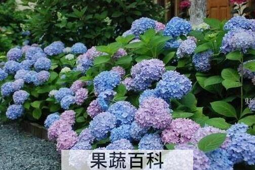 土绣球和洋绣球的区别 绣球花怎么养