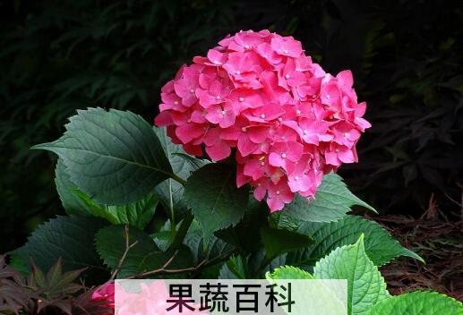 土绣球和洋绣球的区别 绣球花怎么养