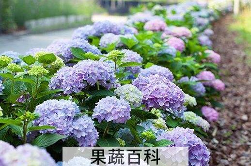 绣球花怎么养殖 绣球花的扦插方法