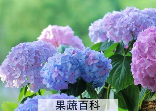 绣球花怎么养殖 绣球花的扦插方法