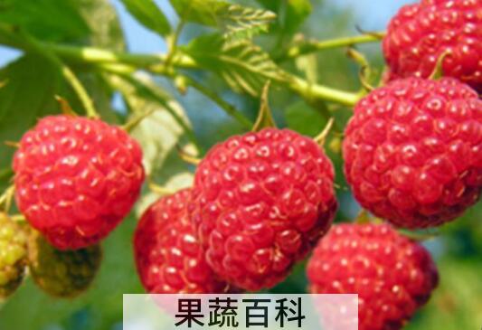 覆盆子和树莓的区别 覆盆子的功效