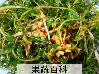  婆婆丁菜怎么做好吃 婆婆丁菜吃法大全